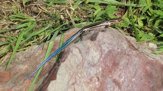 FIVE LINED SKINK