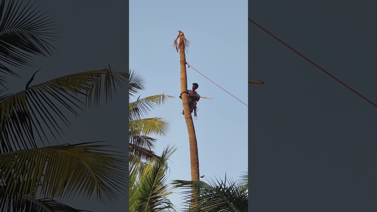 7358911306 anbu tree cutter 