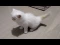 5 Gambar Kucing Lucu Meme Terbaru