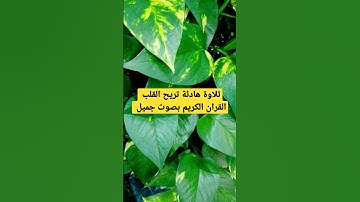 القران الكريم بصوت جميل جدا/تلاوة هادئة تريح القلب #حالات_واتس quran #quran