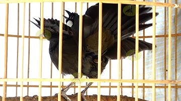 Khướu bạc má Múa Xòe Cánh cực sung buổi sáng/Luyện khướu múa cực nhanh/kích khướu căng lửa