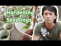 Ano ang hardening? Paano ito sinasagawa? - How to harden seedlings.