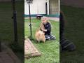Шпицы Персей и Тамир в гостинице для собак Полтава #передержкасобак #собаки #pomeranian #суперсобака
