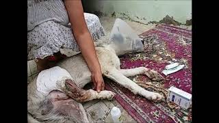 Посылка из Москвы Продолжаю делать перевязки Тузику Посылка из Москвы Продолжаю делать перевязки Тузику