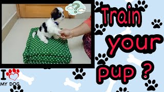 Dog training  shih Tzu puppy|first day training |handshake|adorable pup