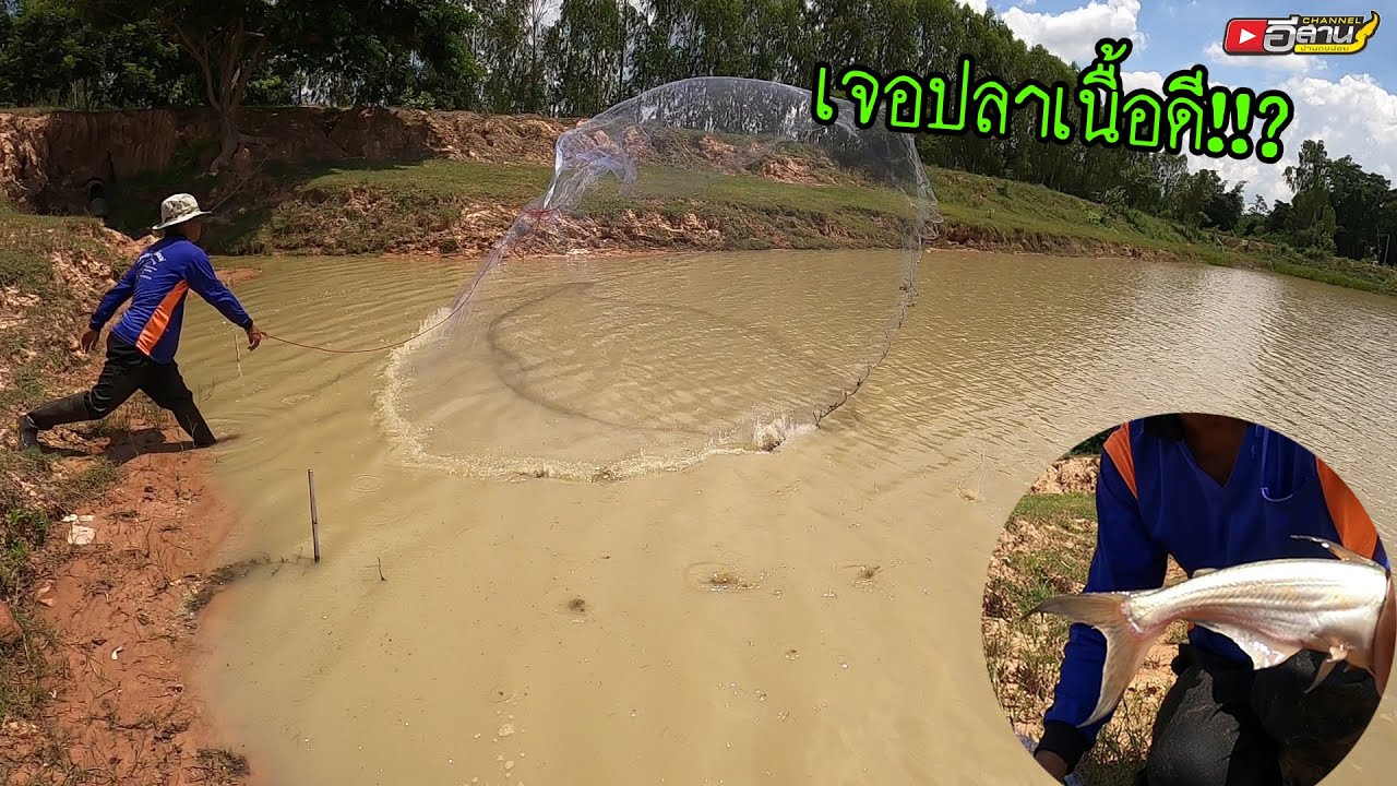 ลาภปากแล้ว!! ได้ปลาหนังเนื้ออ่อน หว่านแหหาปลา ตอนเที่ยงๆกับพ่อใหญ่ลุน