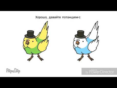 Видео: Разлика между паракети и лорикети