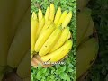 pisang fruit #videoahorts #buahbuahansegar #trending #semuaorang