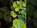 Garden Friends To Share 2 