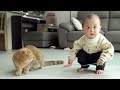 걷기 시작한 아기집사(육냥이)와 고양이들 친해질까?