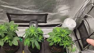Weekly update Octopot grow #13 Day 33 Moby Dick, Watermelon Zkittlez, Blueberry OG, Maui Waui.