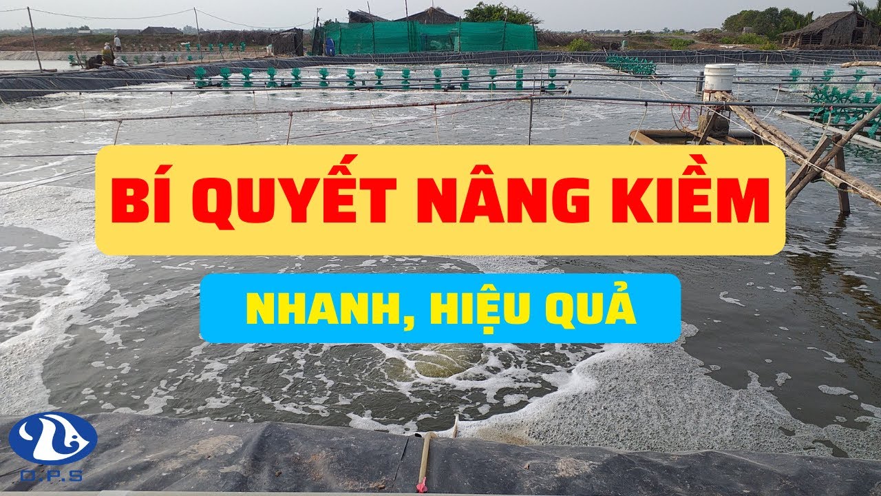Bí Quyết Nâng Kiềm Cho Ao Tôm Nhanh, Hiệu Quả | Ngô Quốc Khánh