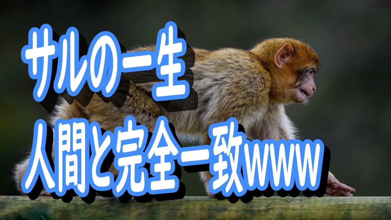 【猿人類】人間と猿は一緒 - YouTube