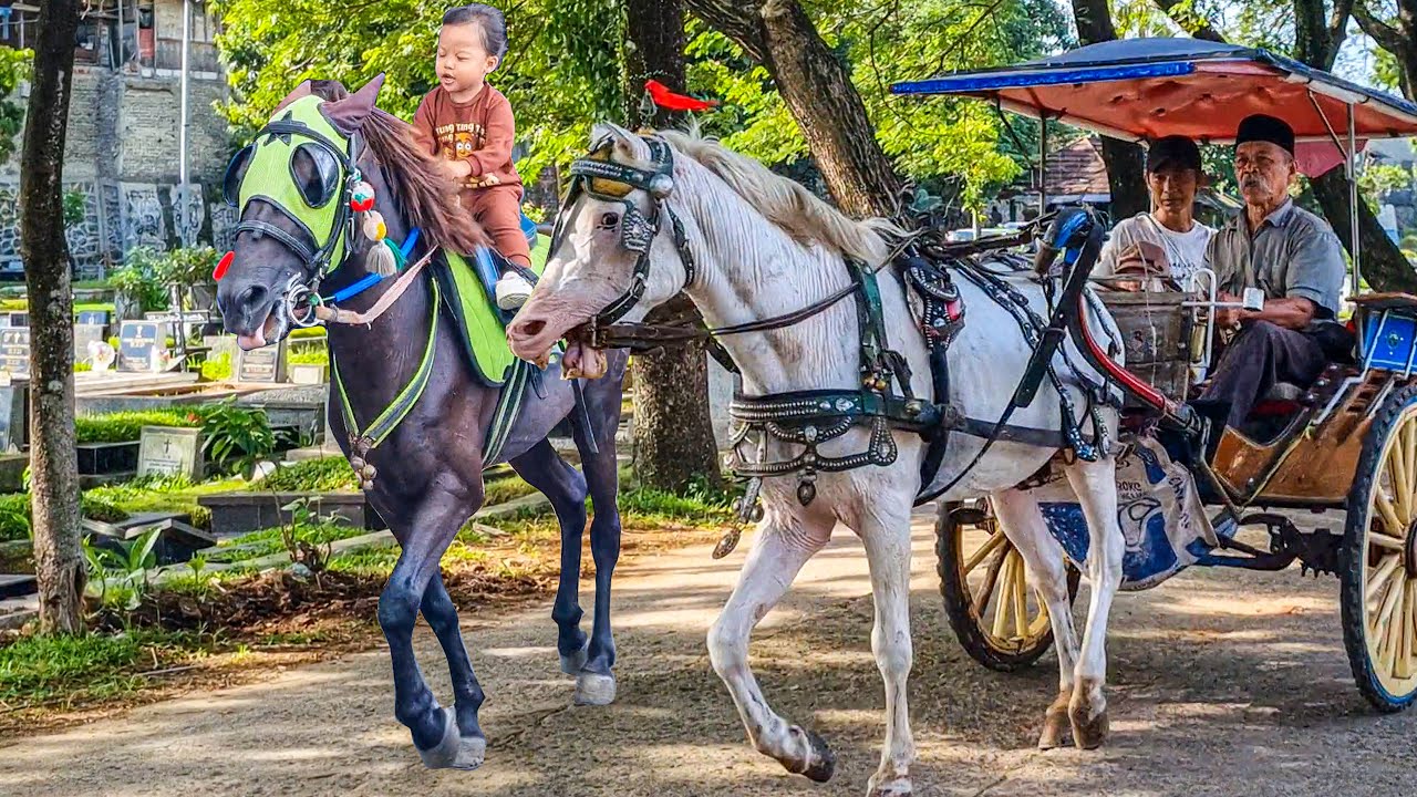 NAIK DELMAN ISTIMEWA | HORSE - KUDA DELMAN | KUDA