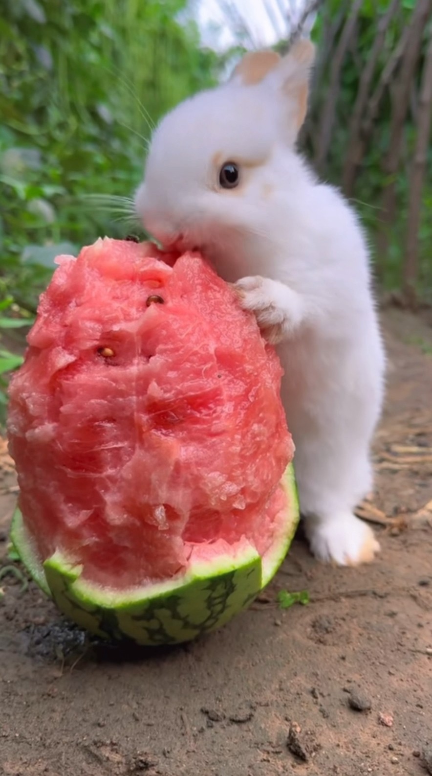 小白兔吃西瓜又香又甜。The little bunny is so cute eating