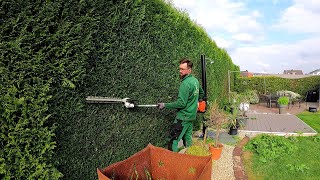 PRUNING a LARGE and LONG hedge of Coniferous THUJA