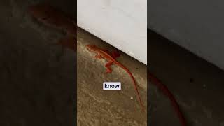What type of lizard is this? ￼