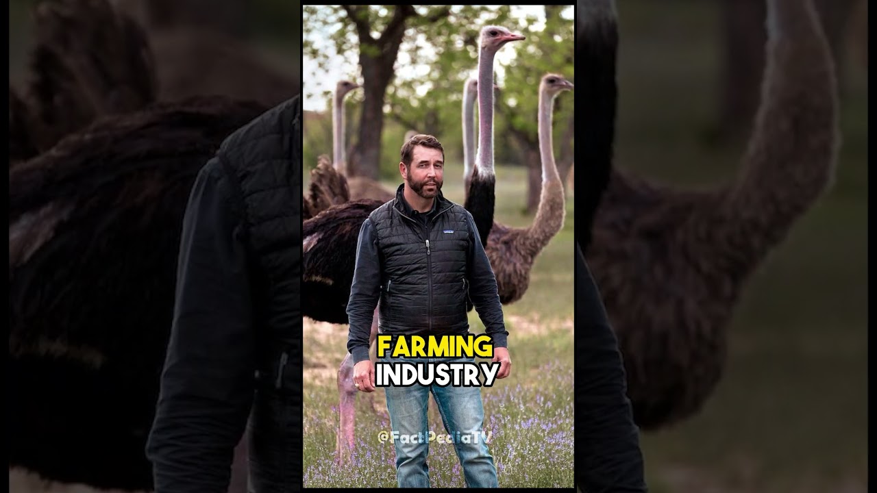 🦢 The Quirky World of Ostrich Farming 