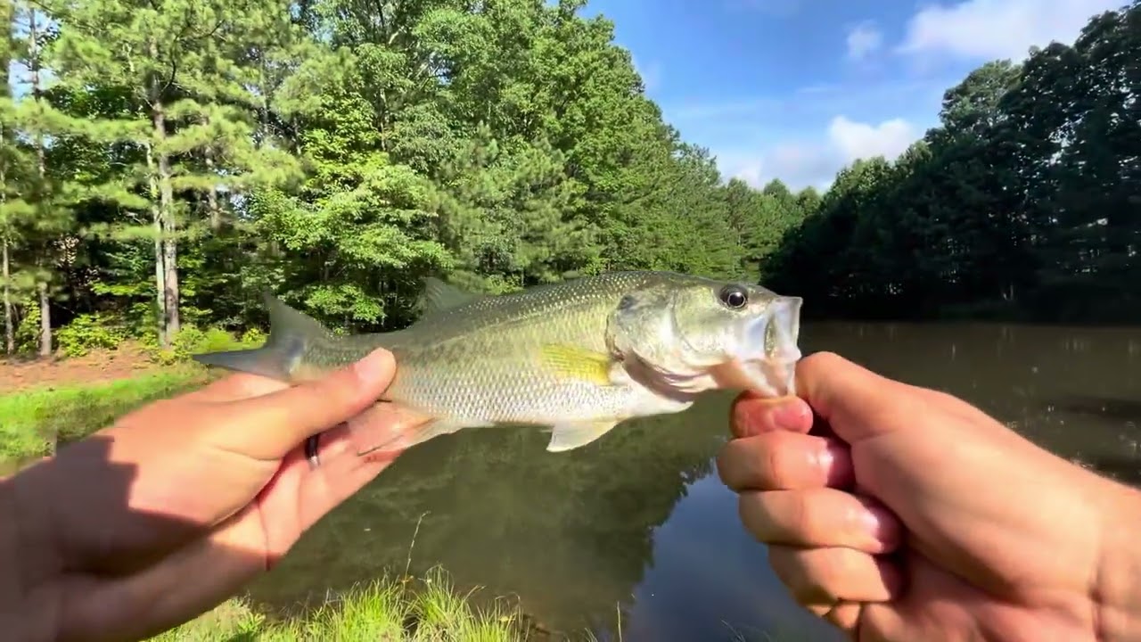 Ultralight Bass Fishing in Small Pond