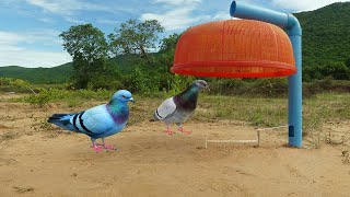 Build Pigeon Trap Using Blue Pipe And Big Red Basket _ Easy Bird Trap Working 100%