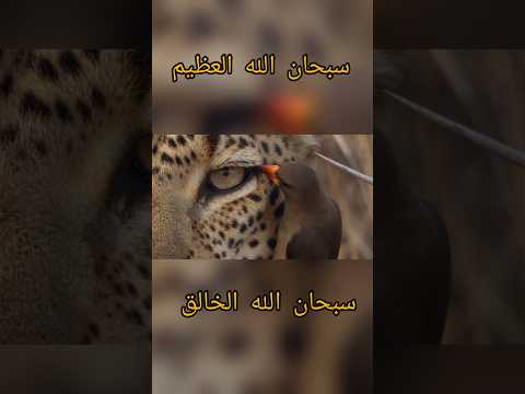 لقطة من عظمة الخالق..؟#الله #سبحان_الله