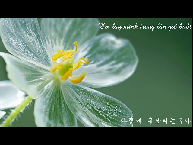 Vietsub- Lyrics] Jonghyun - Diphylleia Grayi / Skeleton Flower