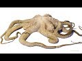 Octopus Decomposition Time-lapse