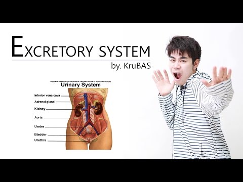 ชีววิทยาครูบาส เรื่อง ระบบขับถ่าย ตอนที่1 (ไต : Renal : Kidney)