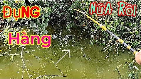 Cá trê cụ ,quằn 5,6 cục mồi mới lên được #p40 youtube câu cá hóc môn