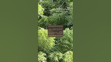 سورة المجادلة الاية 12-13