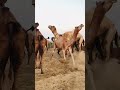 استمتع بأجواء الجمل المبهجة Shorts Funnyvideo Funnyshorts Camel Animallovers Foryou 100k 