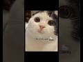 what to do if you like someone who doesn't like you back#cat#funny#memes#cute#hellokitty #fyp#shorts