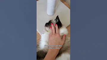 Вот почему кошки уходят умирать