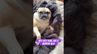 Foster Failed with a Pug! #pug #puglife #dog