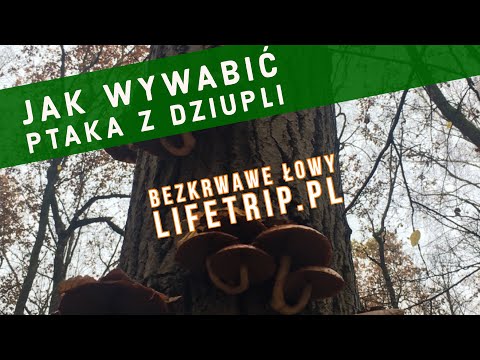 Jak wywabić ptaka z dziupli