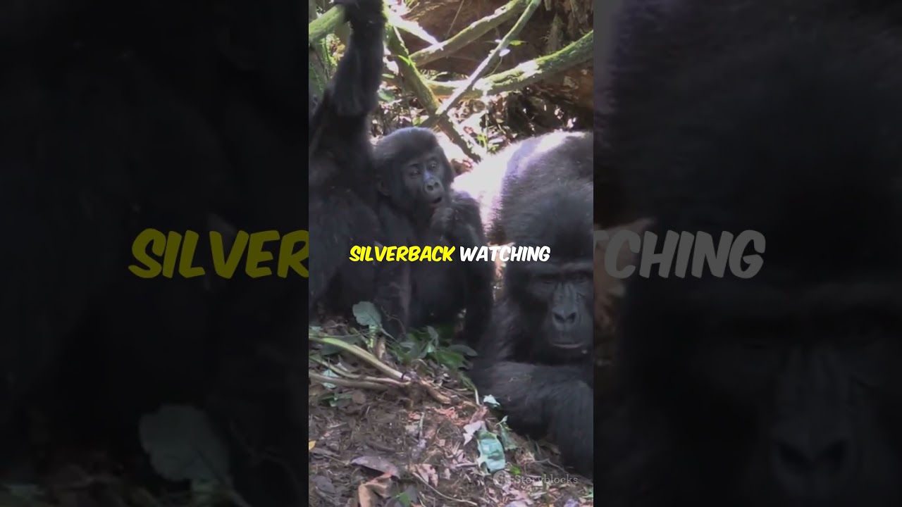 Meet the Gentle Giants of Africa!