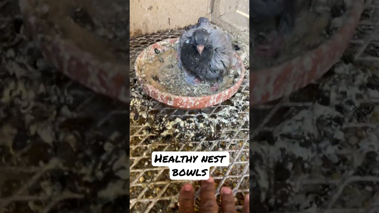 Babies in healthy nest bowls