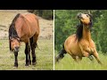 Cutest And funniest horse Videos Compilation cute moment of the horses - Horse world #8