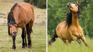 Cutest And funniest horse Videos Compilation cute moment of the horses  Horse world #8