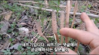 쇠뜨기(문형)총정리!생식줄기와영양줄기구분,이음식과함께먹으면~배가되는효능