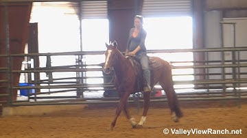 Bet On Little Lena - riding in indoor arena #3 - ValleyViewRanch.net