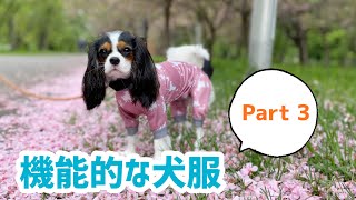 【キャバリアは胴長短足な犬】春夏秋に活躍する犬服〜Part３〜(1歳4ヶ月〜1歳7ヶ月)