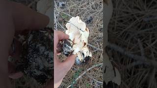 Funghi Invernali Steccherini.