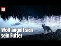 Kanada: Wolf „fischt“ mit Fangnetz im Meer