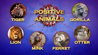Is It Time to Vaccinate Your Pet for COVID?