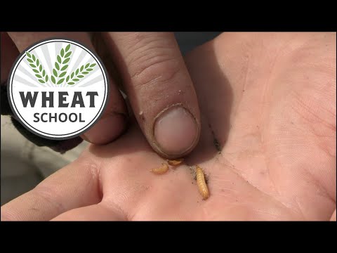 Video: Dove si possono trovare i wireworm?