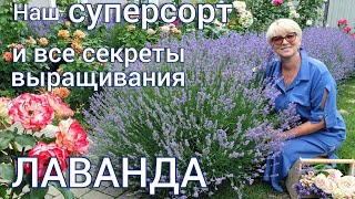 видео: ЛАВАНДА . Наш удачный опыт . Наши  советы по уходу и выращиванию. картинка: ЛАВАНДА . Наш удачный опыт . Наши  советы по уходу и выращиванию.