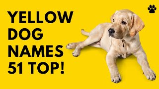 Yellow Dog Names  51 BEST ✨ CUTE  ✨ TOP Ideas | Names