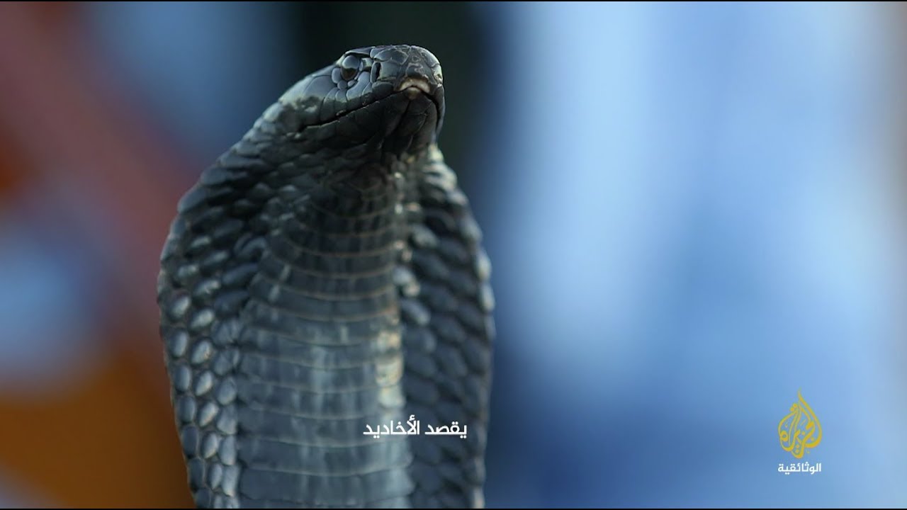 أسرار تجارة الأفاعي لدى أتباع الطريقة العيساوية في المغرب - مقتطف من سلطان السم