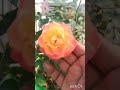 organic Rose plant care tips #plant #gardening
